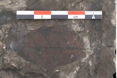 Foto (Detailansicht) von Echitonium superstes Unger (NHMW-GEO-2024-0188-8011)